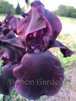 Iris Nightside